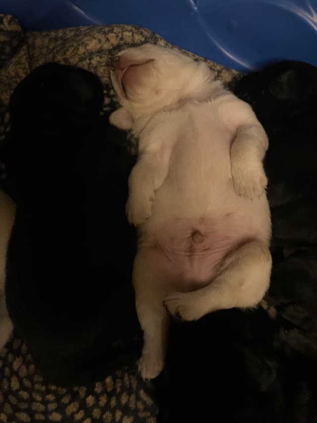 Labrador Retriever Puppies media 14