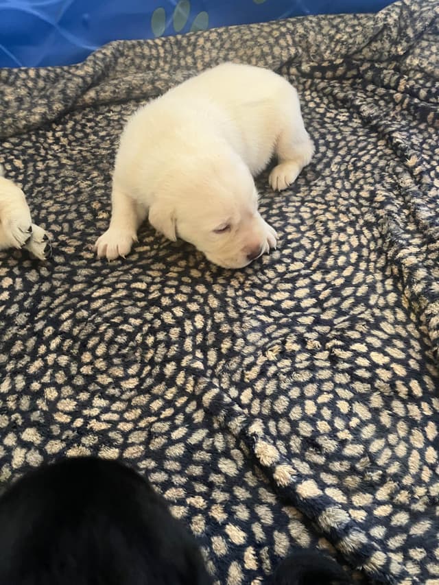 Labrador Retriever Puppies media 15
