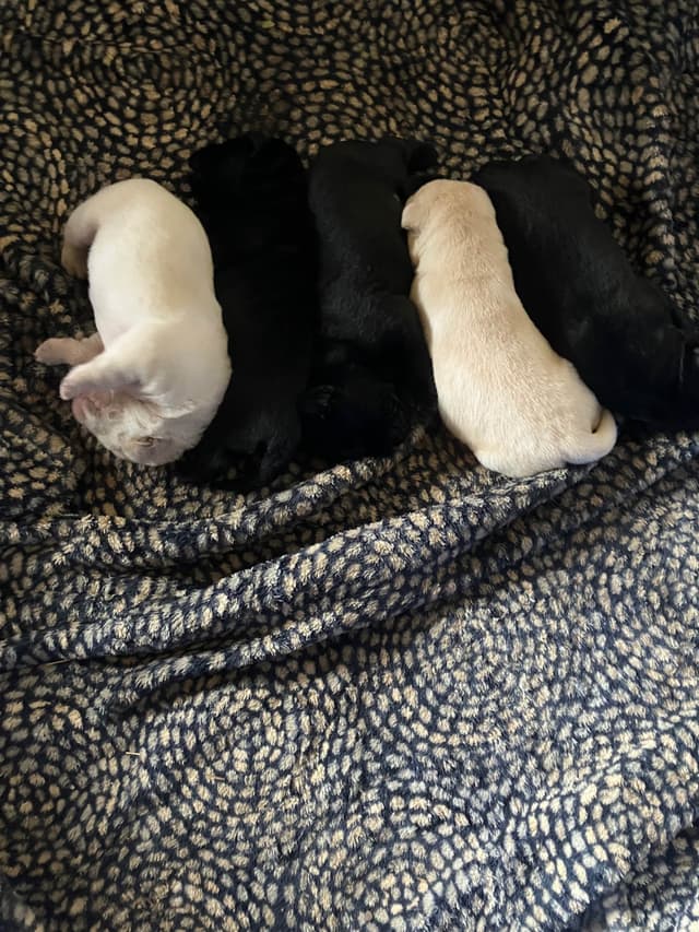Labrador Retriever Puppies media 16