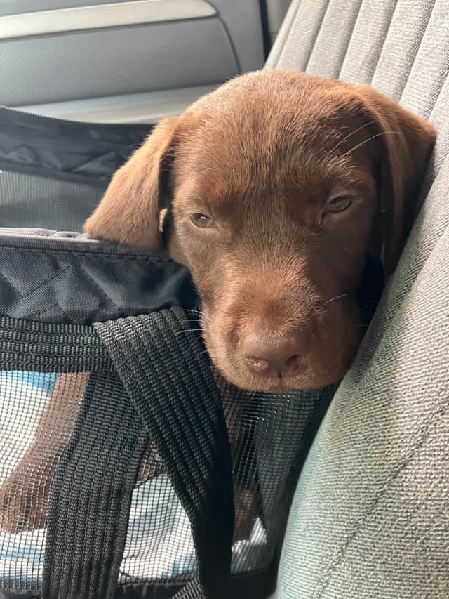 Labrador Retriever Puppies media 17