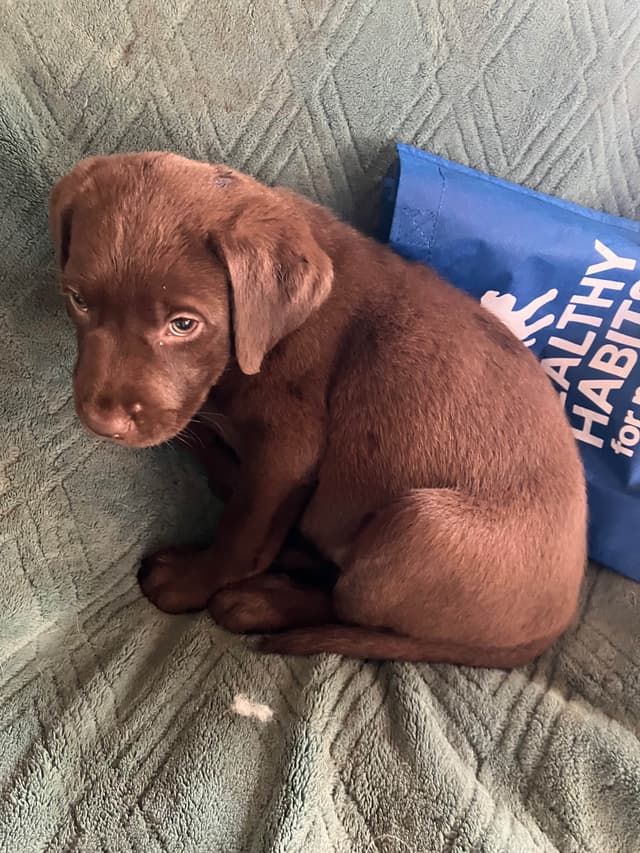 Labrador Retriever Puppies media 18