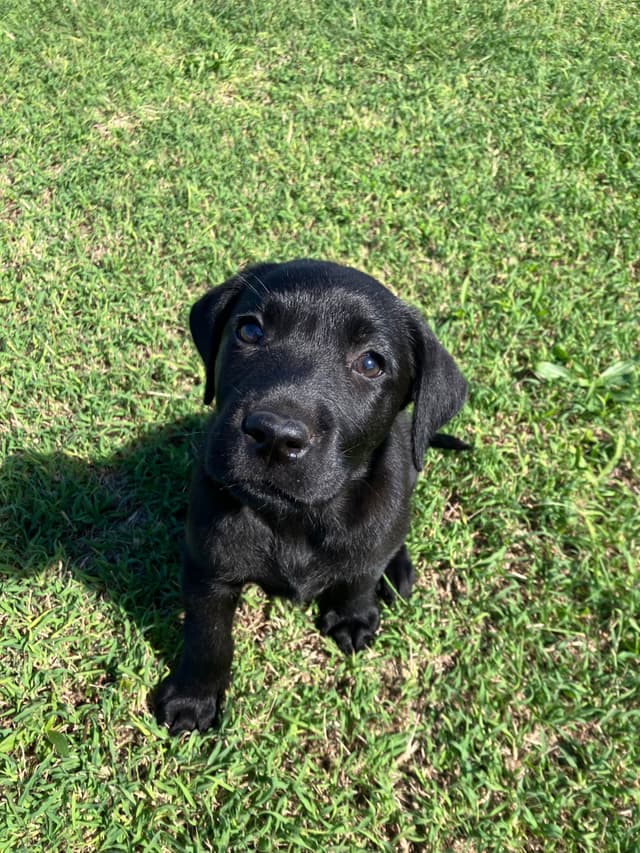 Labrador Retriever Puppies media 19