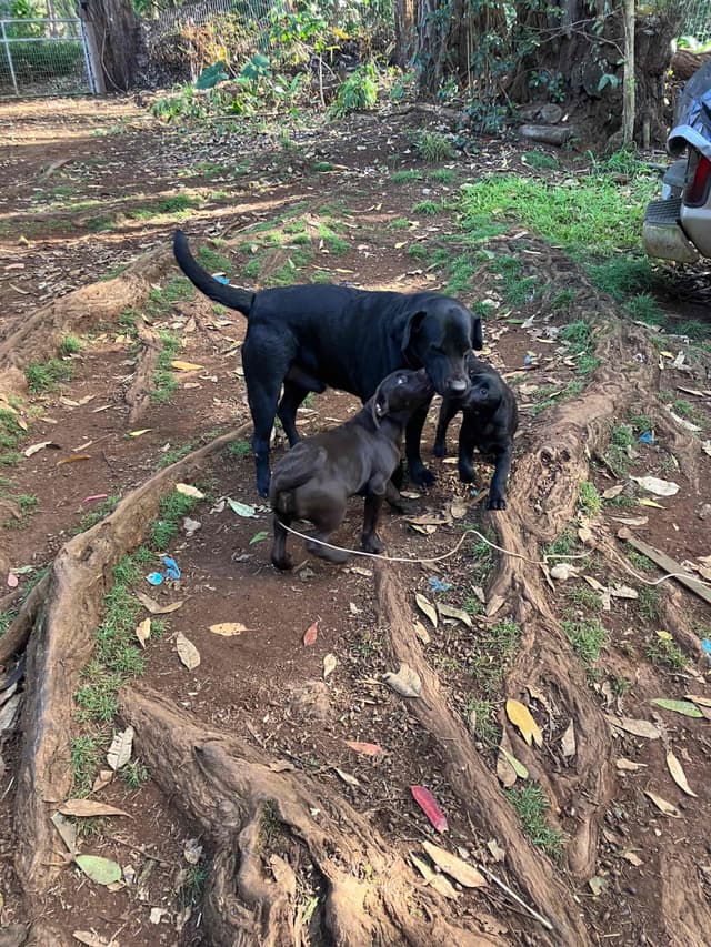 Labrador Retriever Puppies media 20