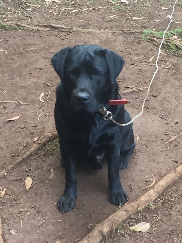 Labrador Retriever Puppies media 23