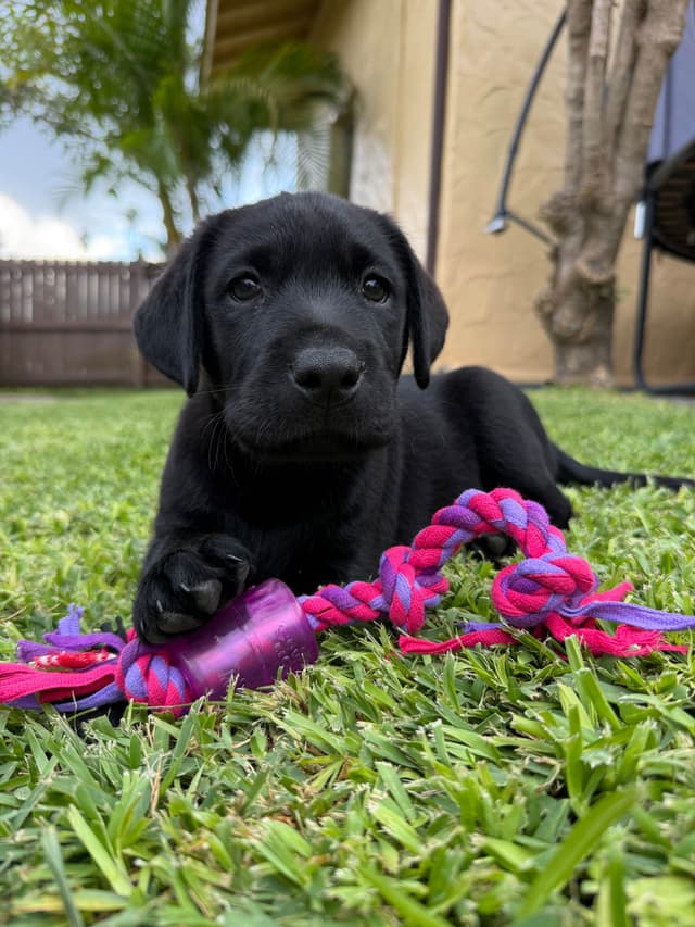 Labrador Retriever Puppies media 25