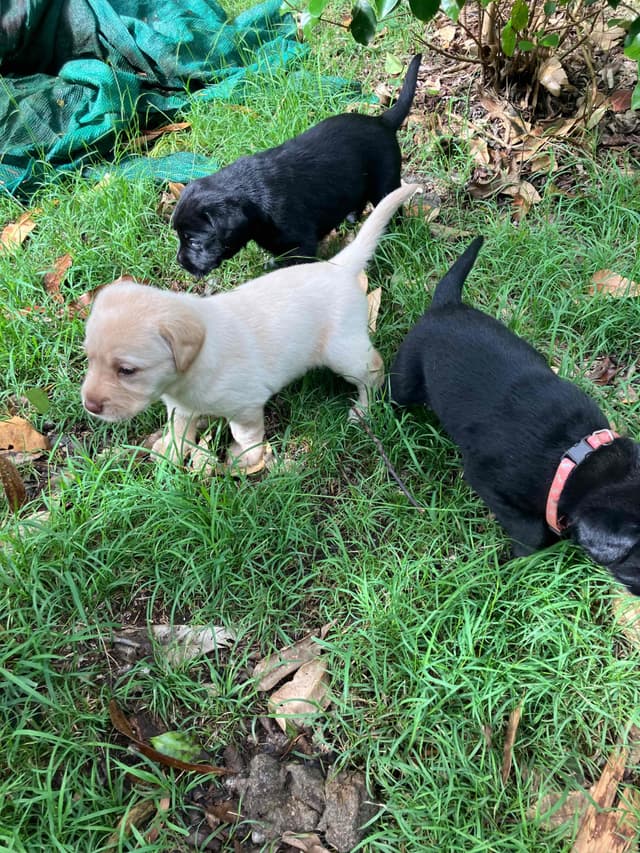 Labrador Retriever Puppies media 26