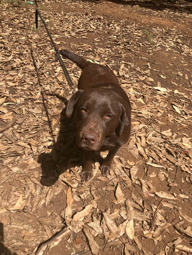 Labrador Retriever Puppies media 27