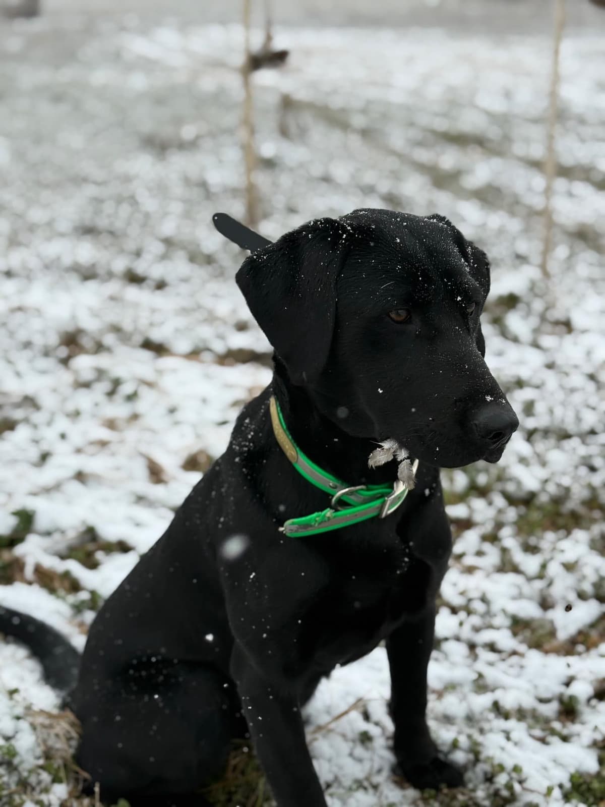 Labrador Retriever Puppies: Gun Dog Background breeder image 1