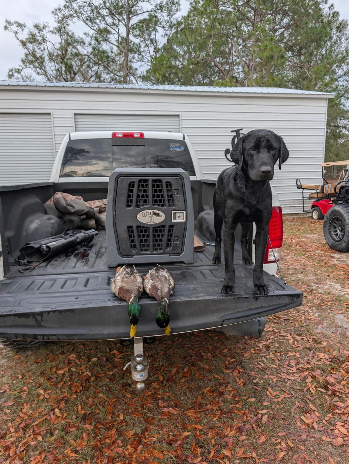Labrador Retriever Puppies: Gun Dog Background breeder image 2