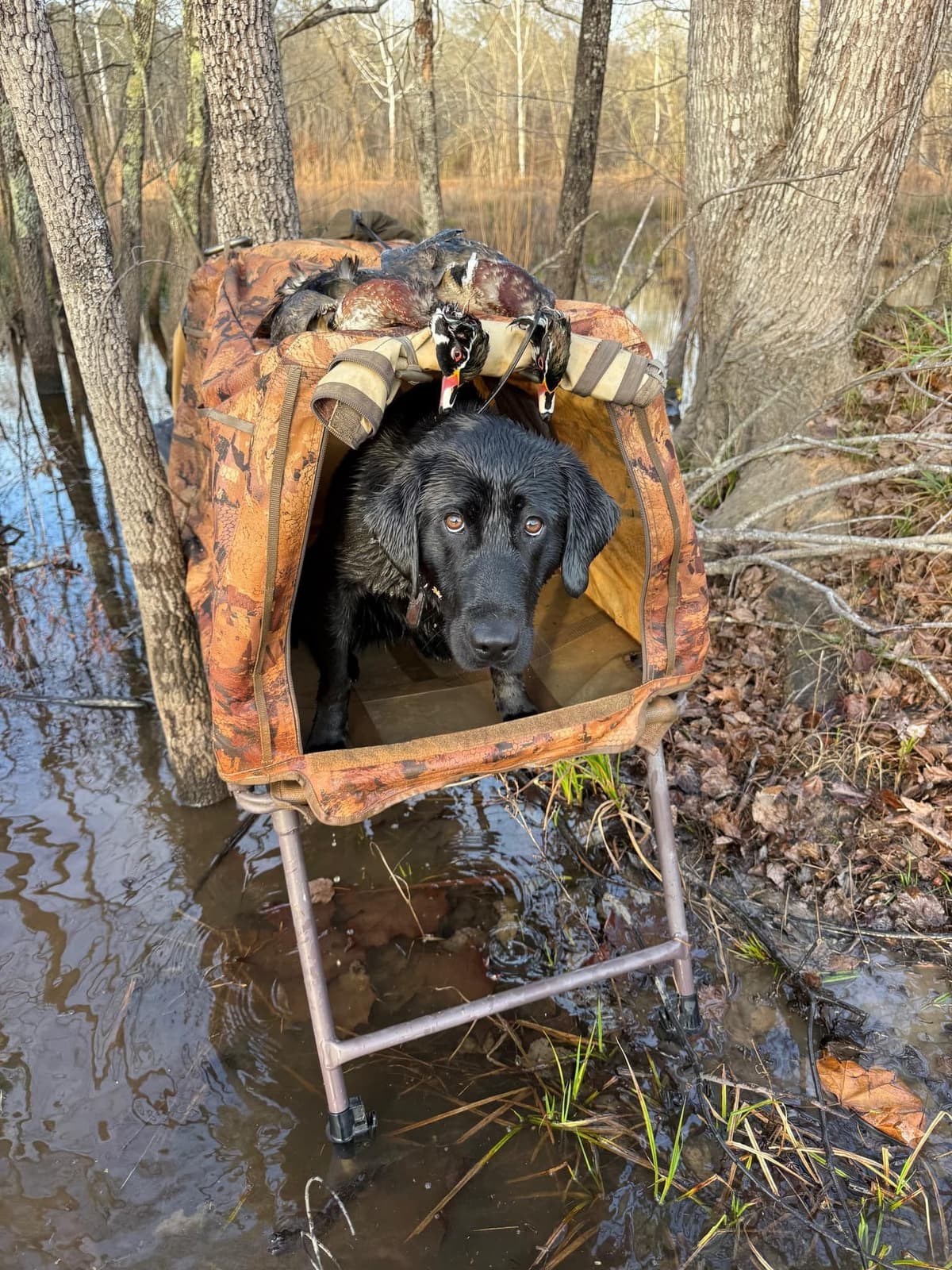 Labrador Retriever Puppies: Gun Dog Background breeder image 3