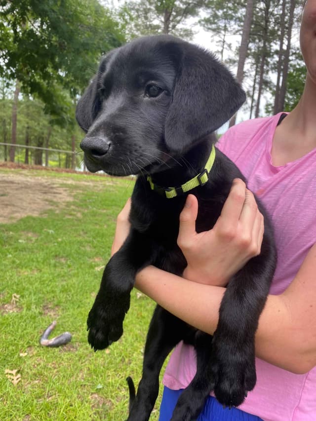Labrador Retriever Puppies: Gun Dog Background media 2