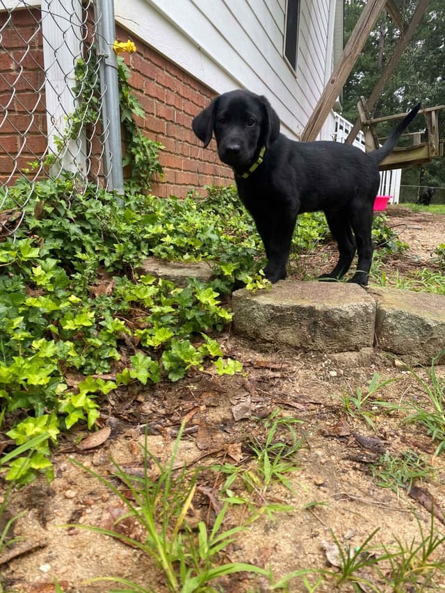 Labrador Retriever Puppies: Gun Dog Background media 3