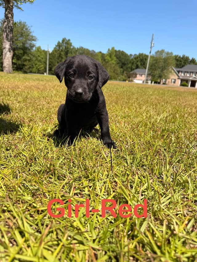 Labrador Retriever Puppies media 2