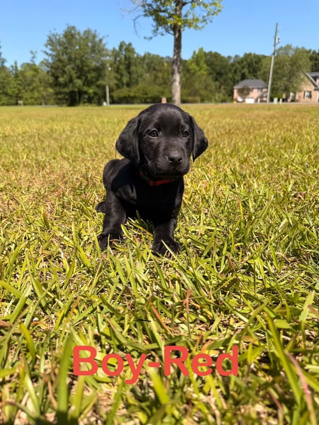Labrador Retriever Puppies media 4