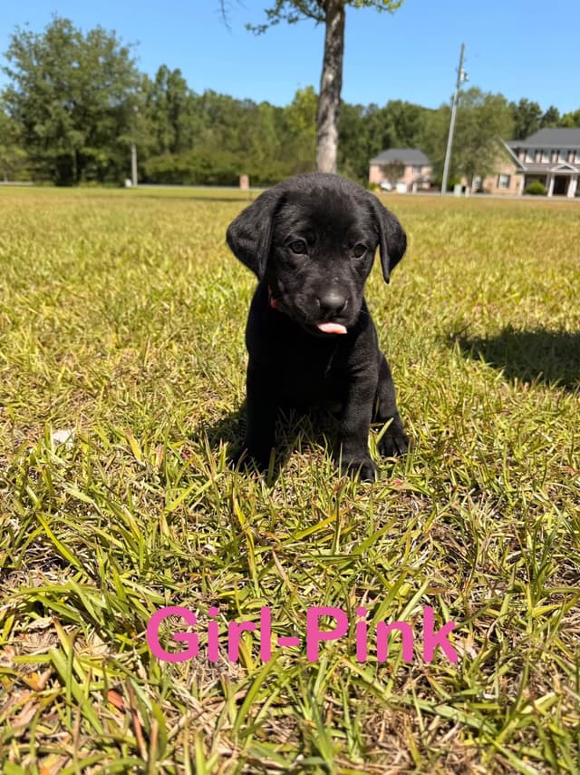 Labrador Retriever Puppies media 3