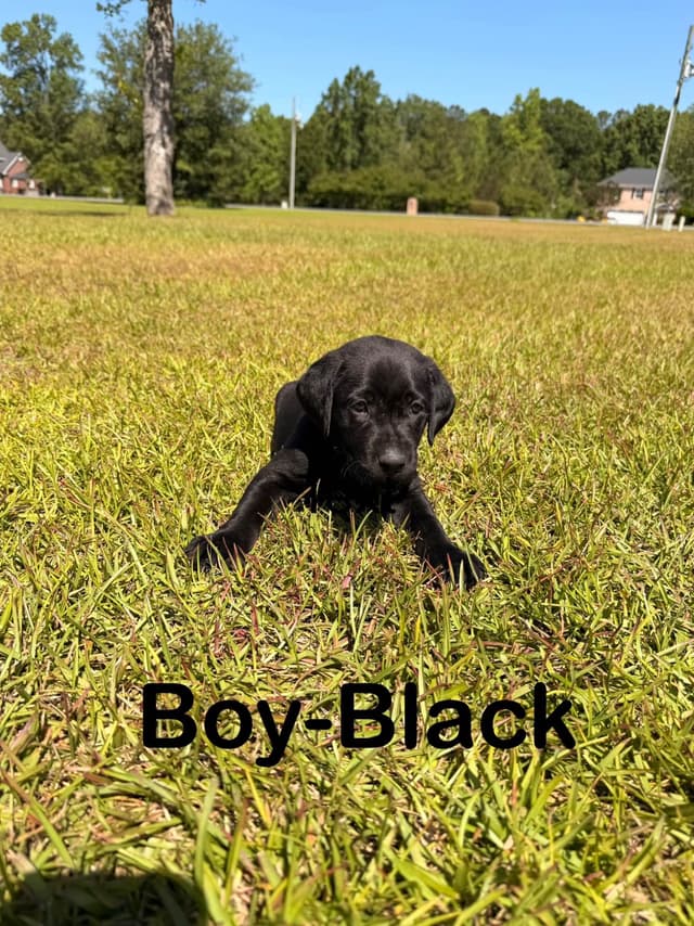 Labrador Retriever Puppies media 5