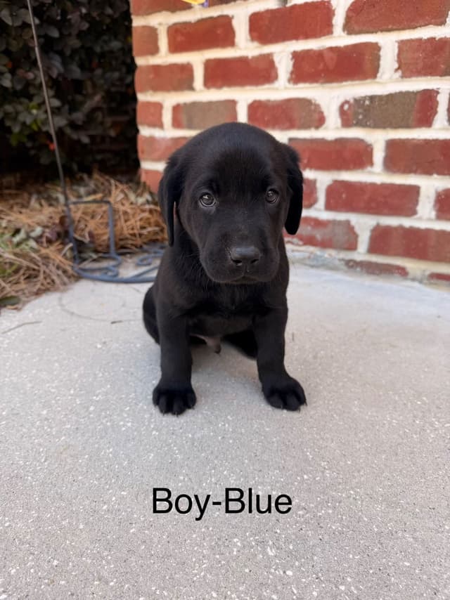 Labrador Retriever Puppies media 7
