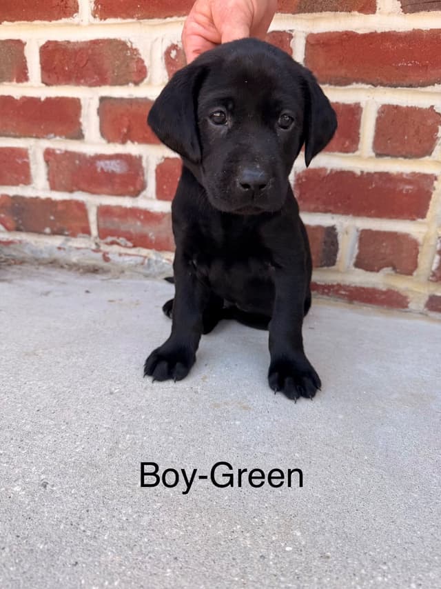 Labrador Retriever Puppies media 6