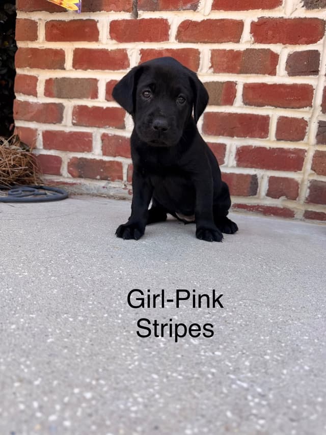 Labrador Retriever Puppies media 9