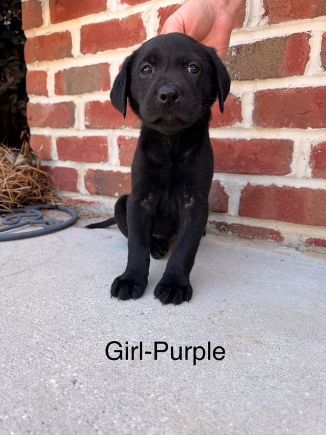 Labrador Retriever Puppies media 8