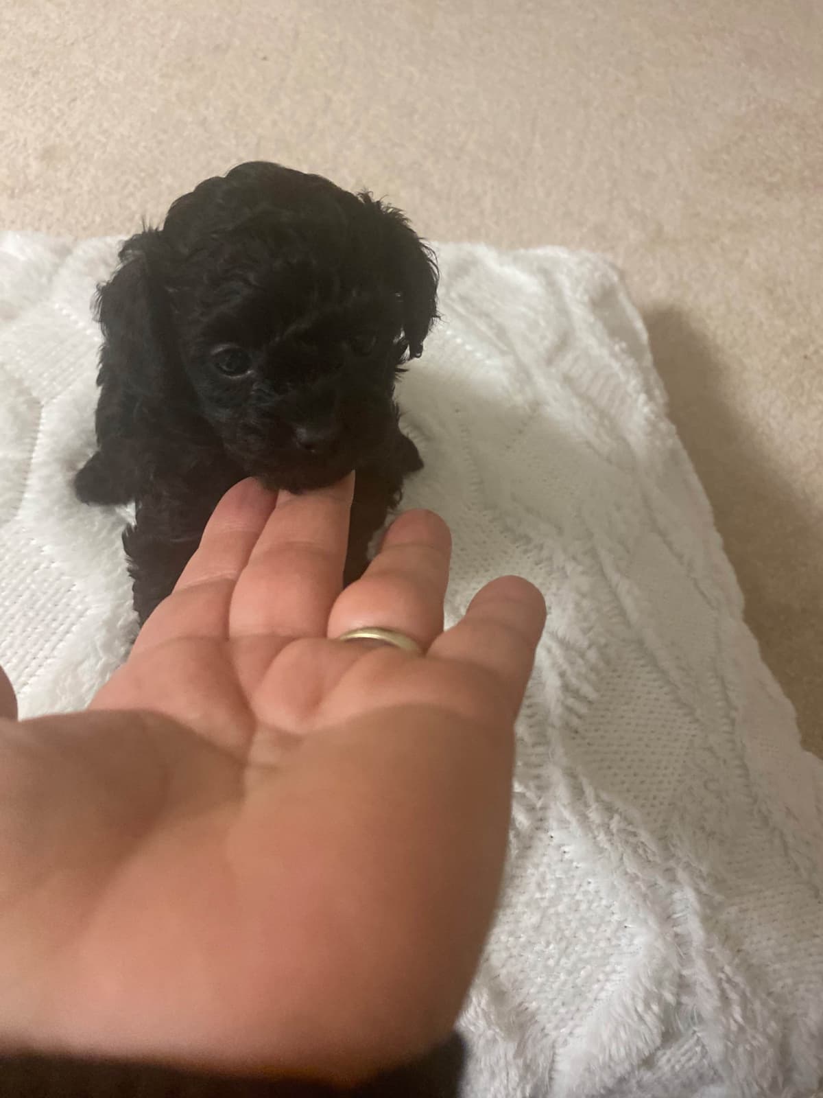 Poodle Puppies breeder image 1