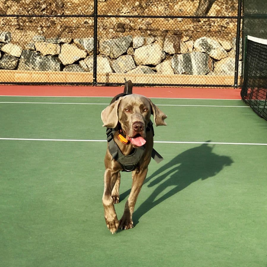 Ghost of Las Vegas Weims breeder image 1