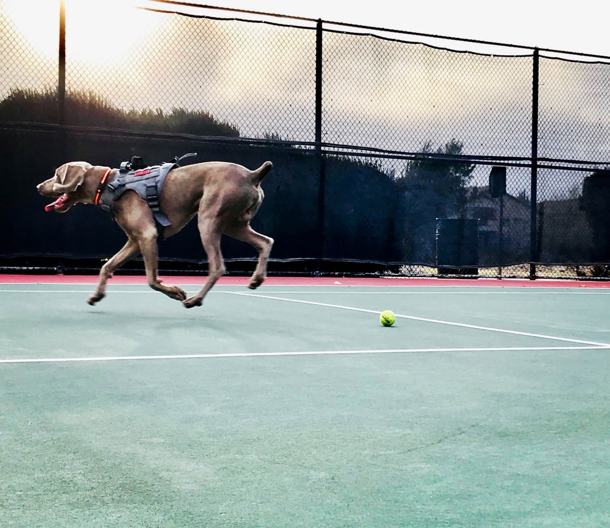 Ghost of Las Vegas Weims breeder image 2