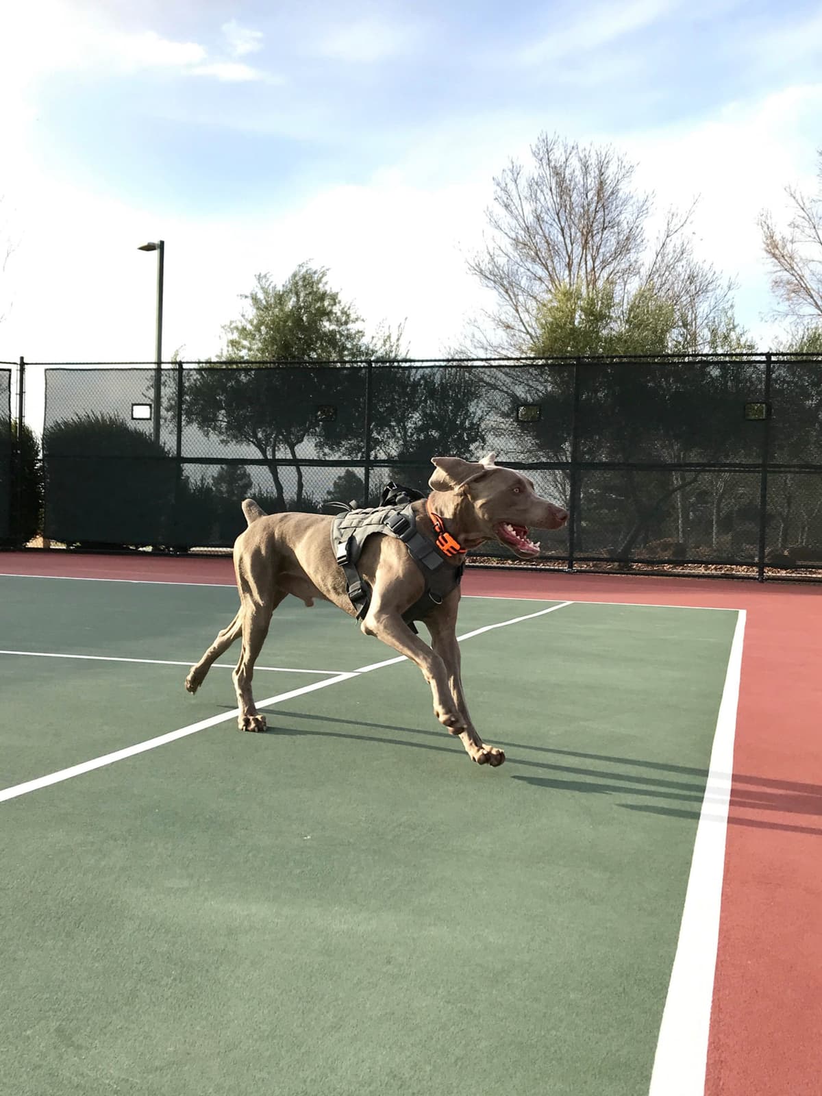 Ghost of Las Vegas Weims breeder image 4