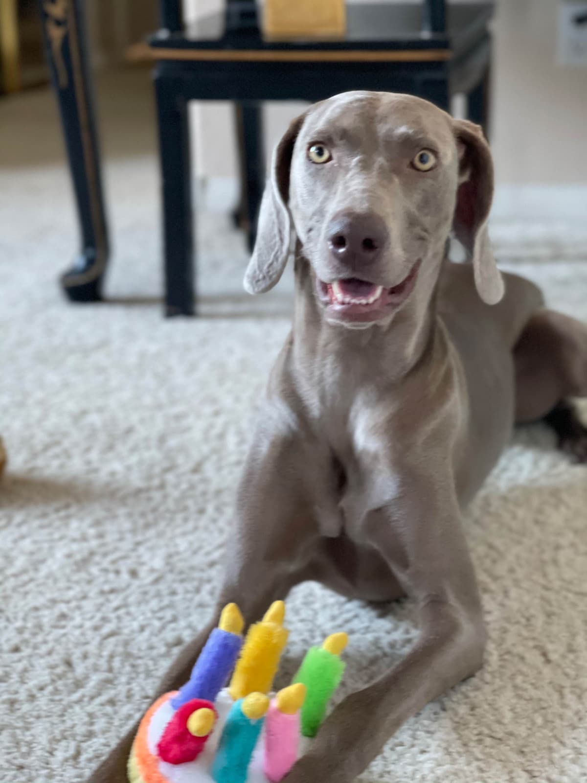 Ghost of Las Vegas Weims breeder image 7