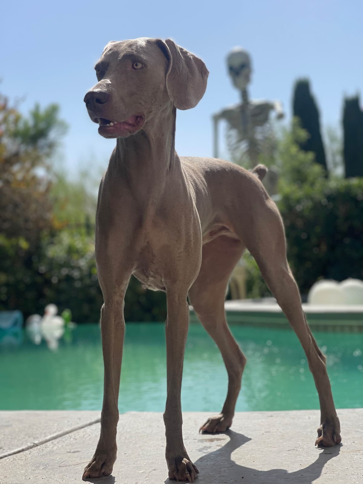 Ghost of Las Vegas Weims breeder image 9
