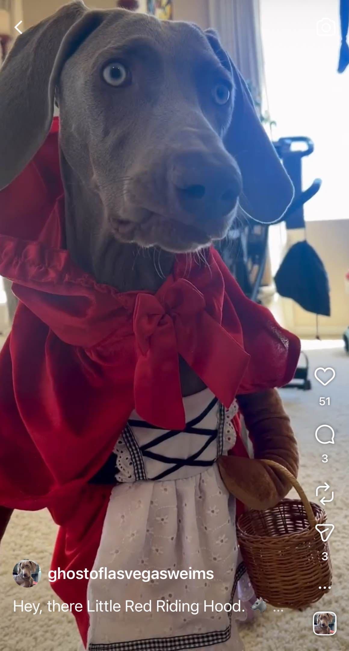 Ghost of Las Vegas Weims breeder image 11