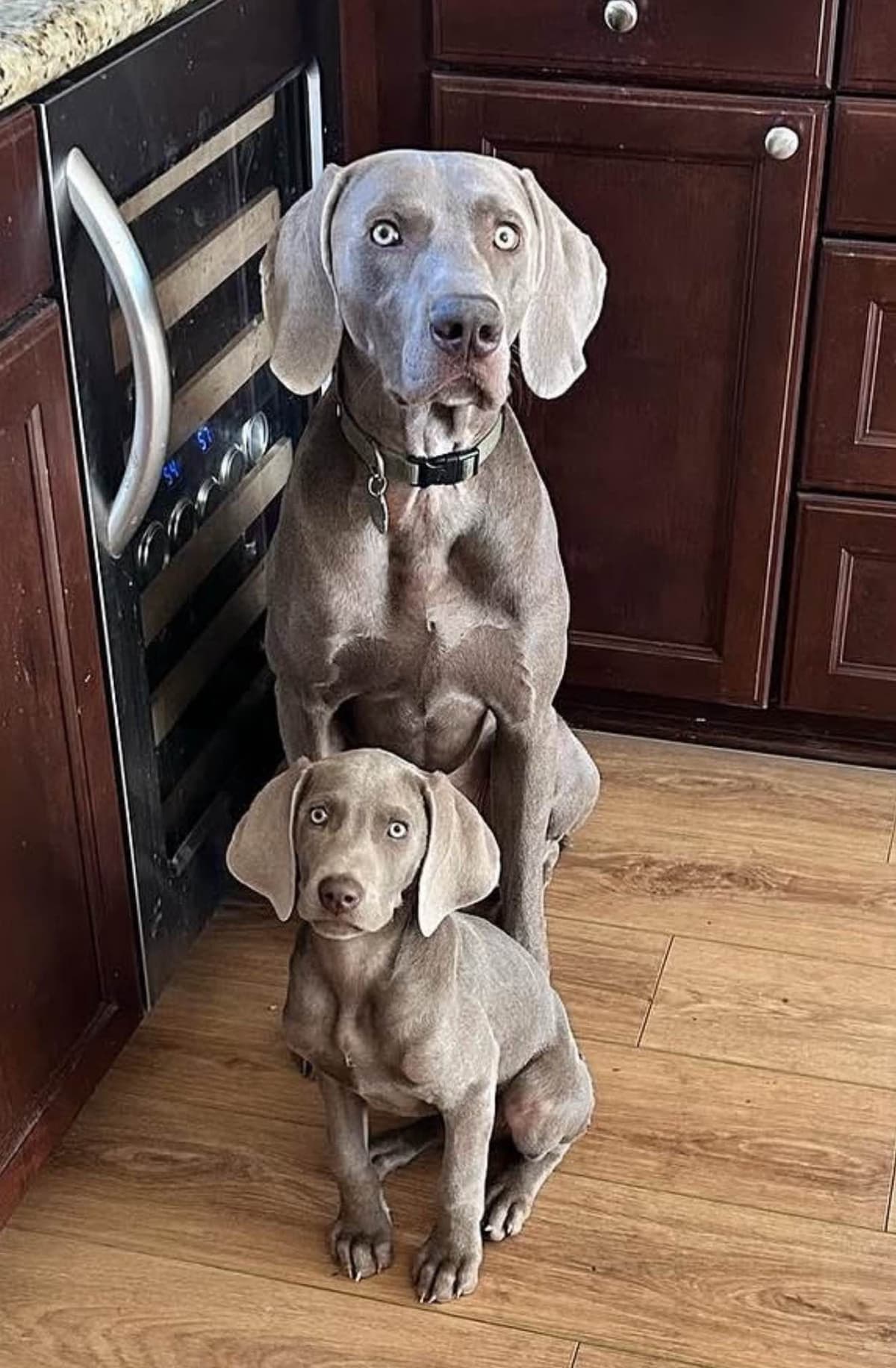 Ghost of Las Vegas Weims breeder image 12
