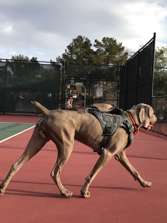 Ghost of Las Vegas Weims media 3