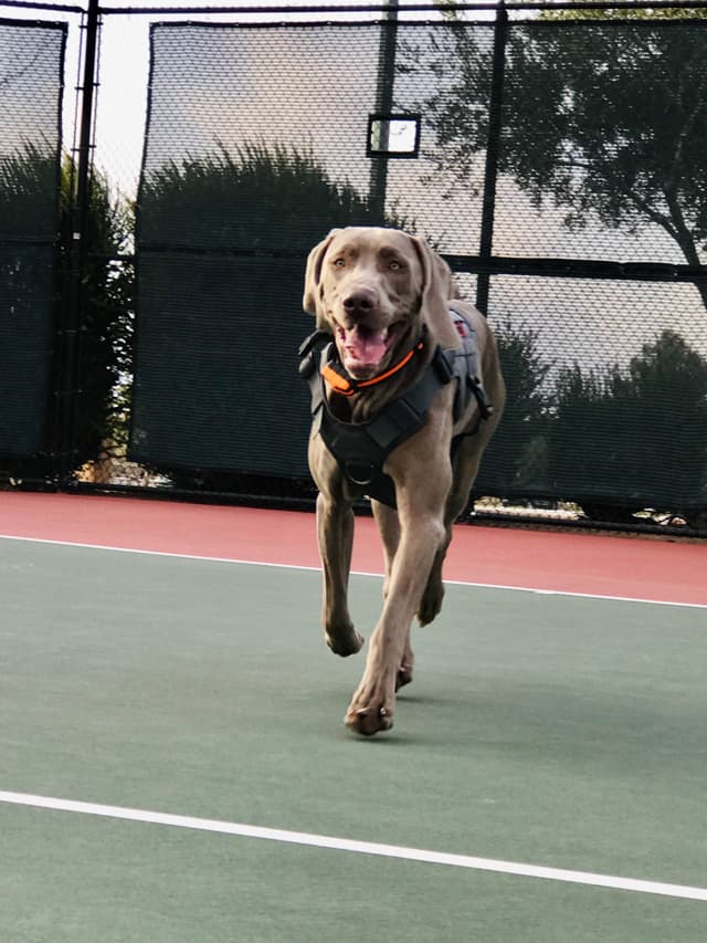 Ghost of Las Vegas Weims media 4