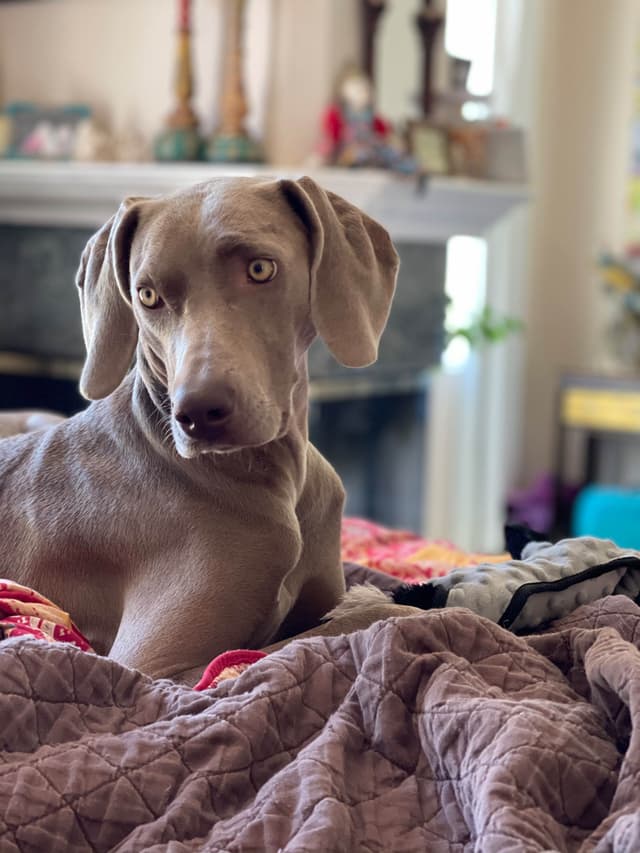 Ghost of Las Vegas Weims media 5