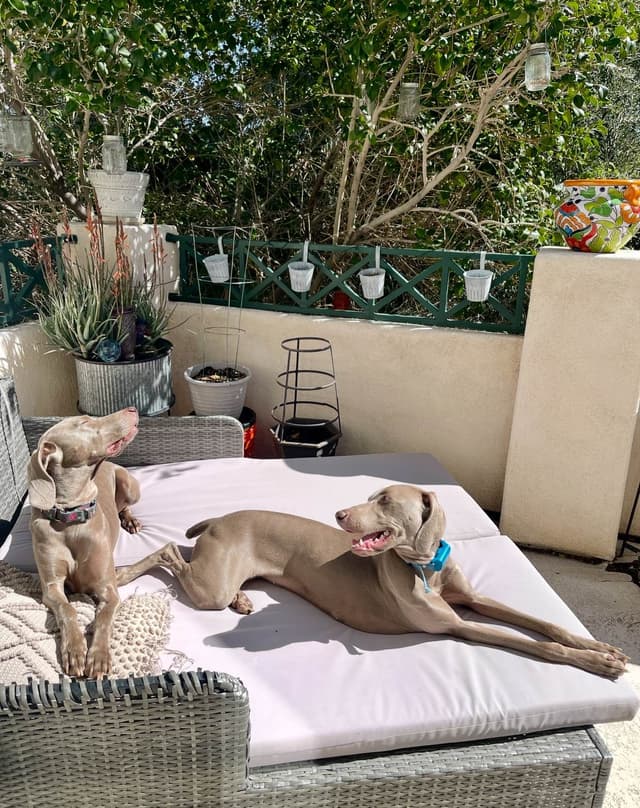 Ghost of Las Vegas Weims media 6