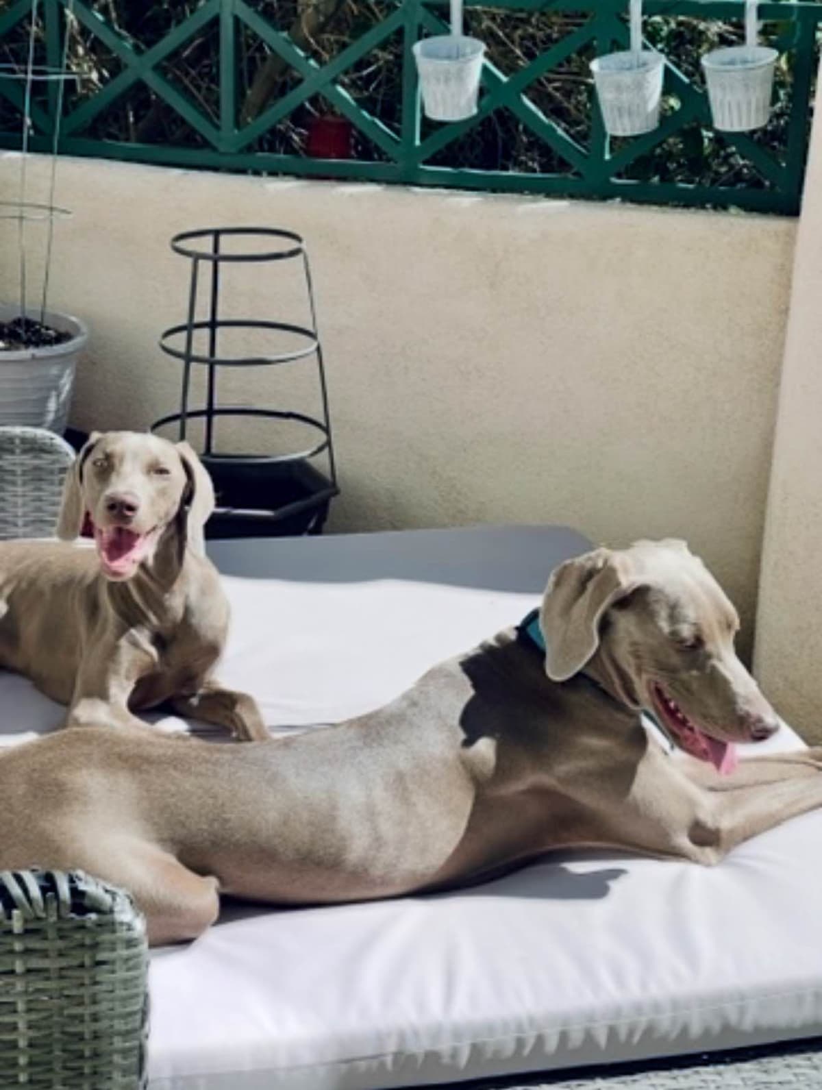 Ghost of Las Vegas Weims breeder image 13