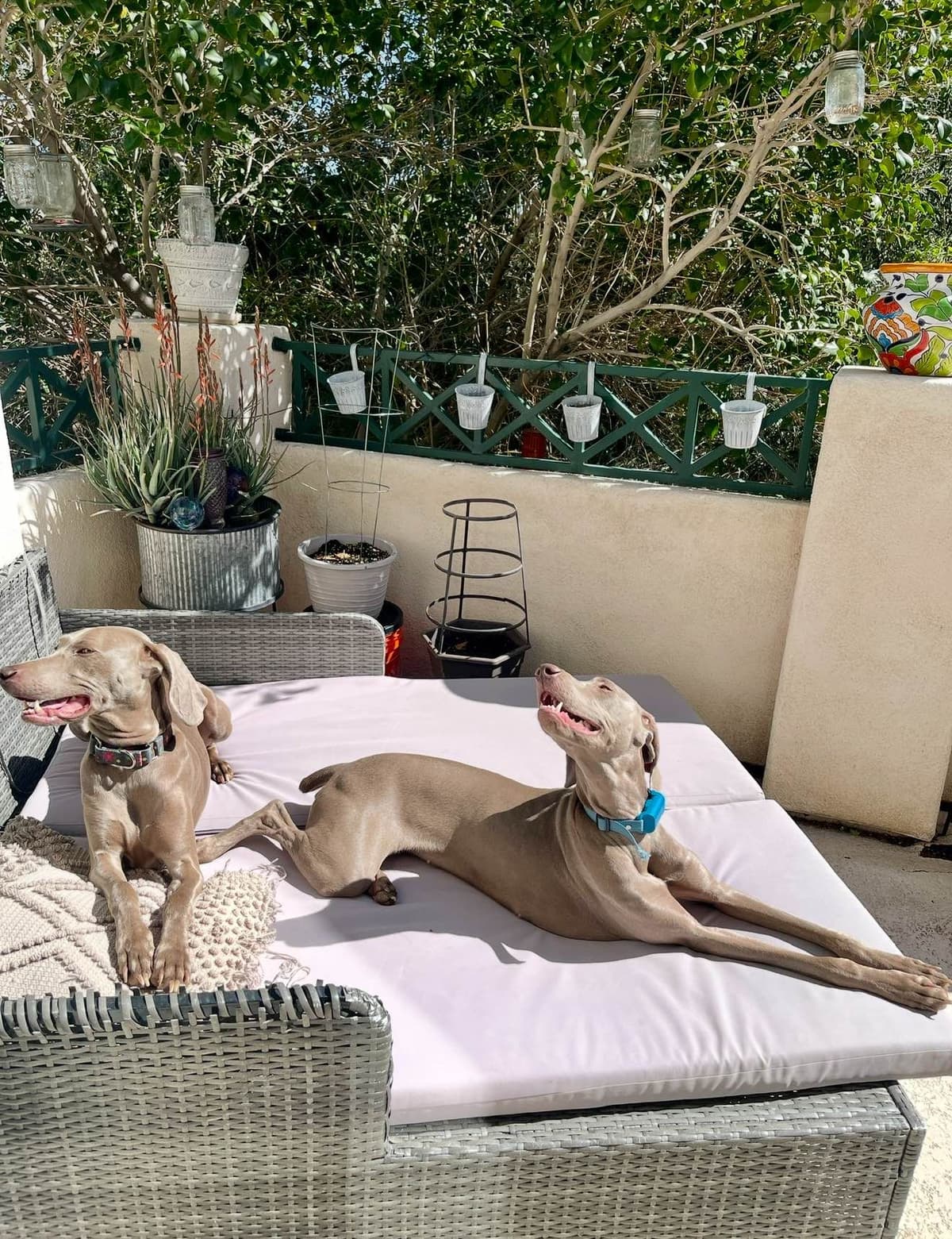 Ghost of Las Vegas Weims breeder image 14