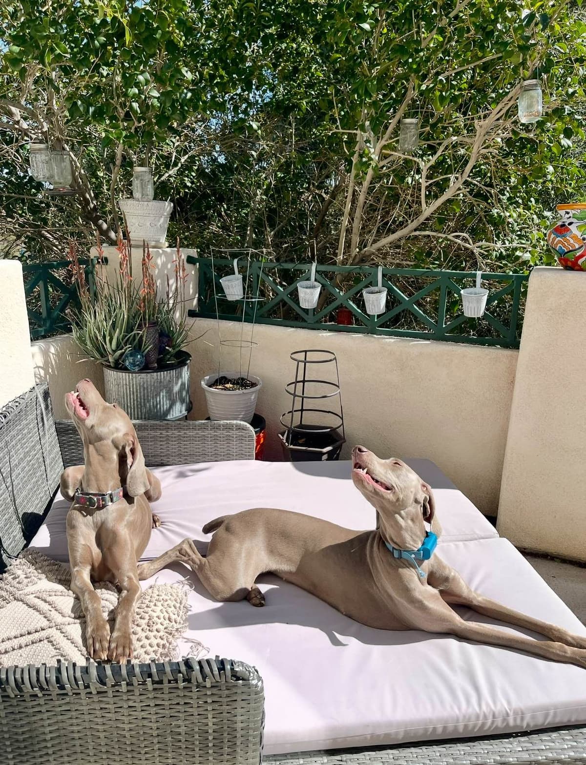 Ghost of Las Vegas Weims breeder image 15