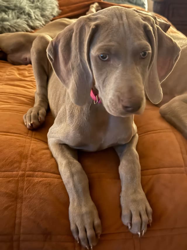 Ghost of Las Vegas Weims media 7