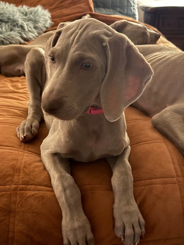 Ghost of Las Vegas Weims media 8