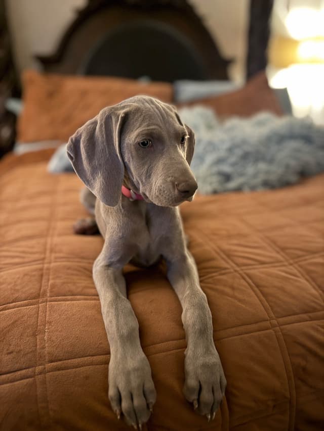 Ghost of Las Vegas Weims media 9