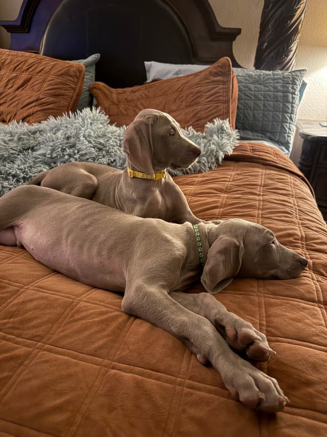 Ghost of Las Vegas Weims media 10