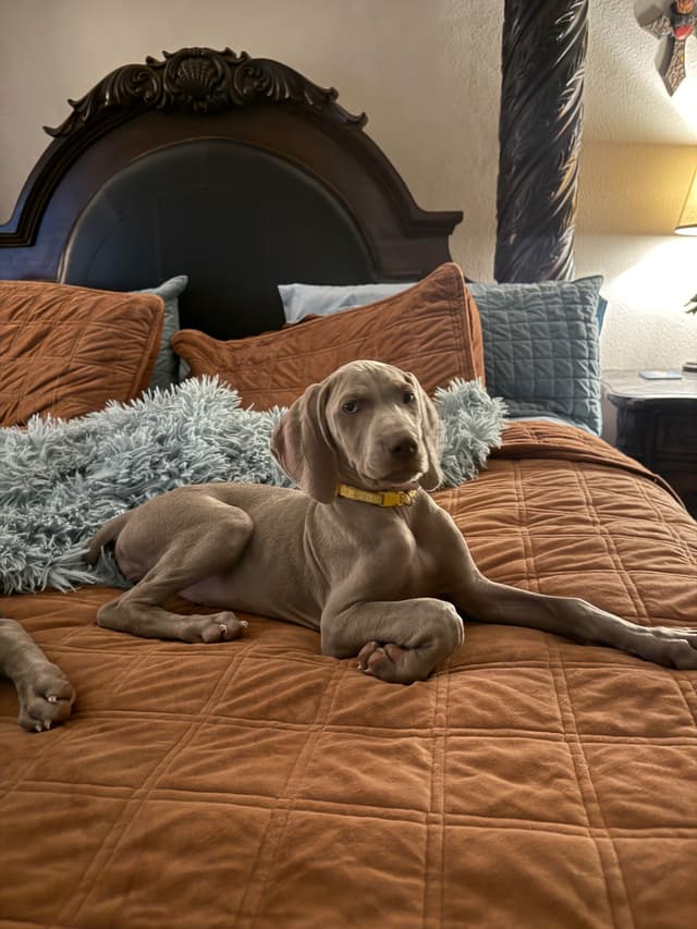 Ghost of Las Vegas Weims media 11