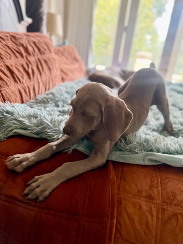 Ghost of Las Vegas Weims media 12