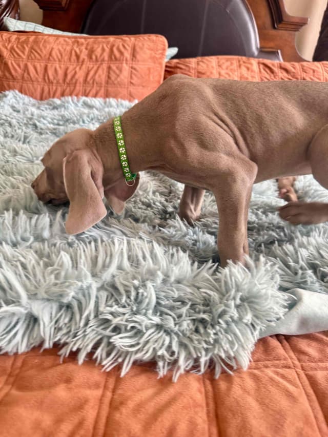 Ghost of Las Vegas Weims media 13