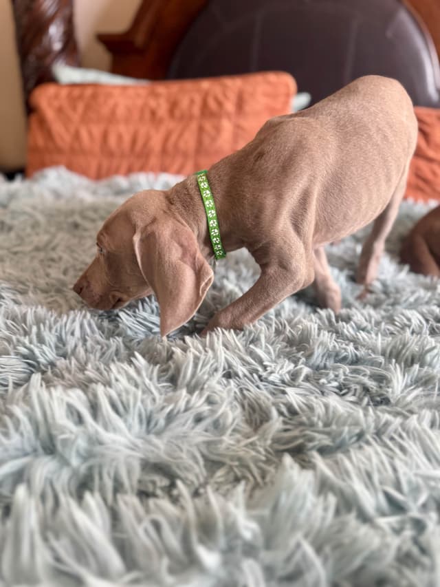 Ghost of Las Vegas Weims media 14