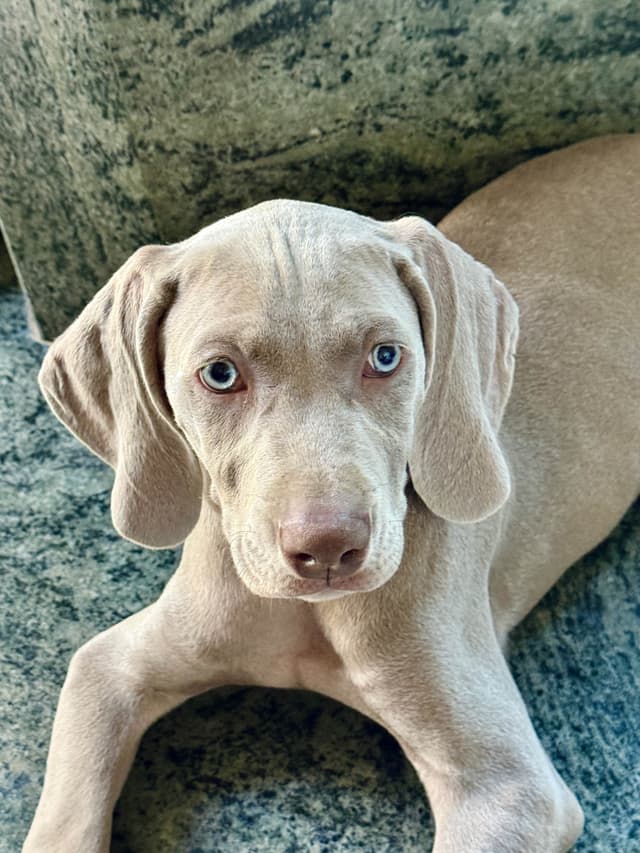 Ghost of Las Vegas Weims media 15