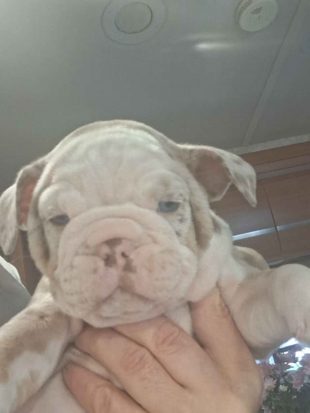 Phenomenal Bulldog Puppies for sale media 5