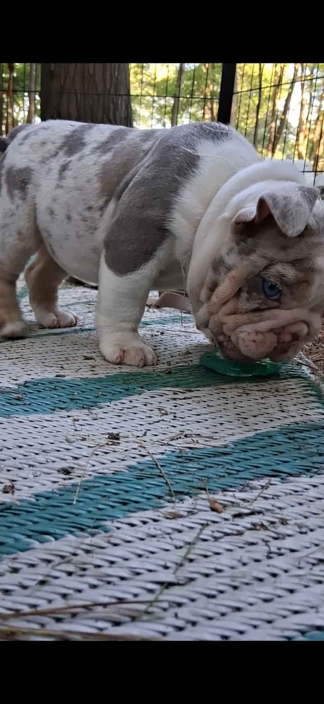 Phenomenal Bulldog Puppies for sale media 9